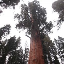 ジェネラルシャーマン