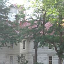 市役所のテラスから。屋根の色が木の枝に隠されてしまってます。