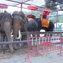 出口付近に象乗り場もあります。とても臭かったです。