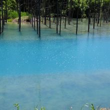 風が吹くと銀色のさざ波が美しい
