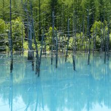 池の中の木立が不思議