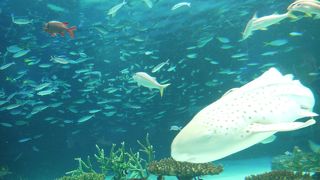 都心の水族館