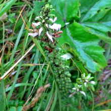 白いレブンシオガマ―2016/7/9　もう終わりかけ