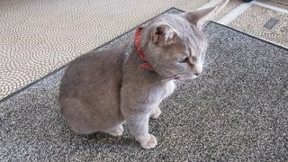 看板猫が迎えてくれます By Tabibito 杓子の家のクチコミ フォートラベル