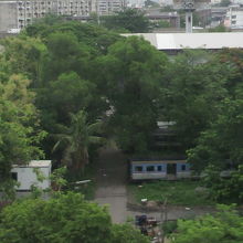 国鉄敷地内に生い茂った樹木と放置された鉄道車両の様子です。