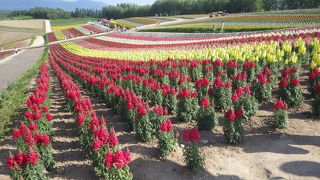 花のじゅうたん