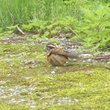 ホオジロがいました。