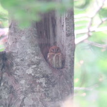 赤色型コノハズク。