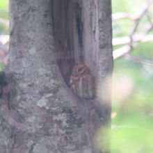 赤色型コノハズク。