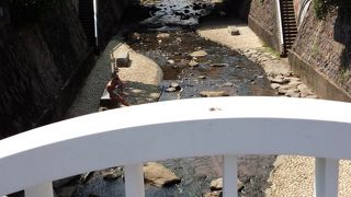 川には可愛い鴨