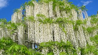 こんな藤、見たことない！