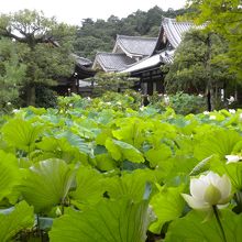 蓮池の遠望。花は殆ど分かりません。