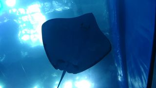 大きな水槽をみながら