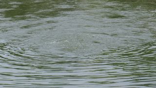 魚が沢山いるようです ♪