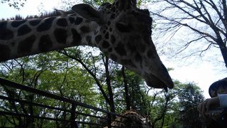 楽しいけど動物虐待かも・・・