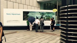 交差点でアクアリウム鑑賞。