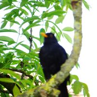 黒歌鳥、アムゼルです。ぼやけてしまいました。