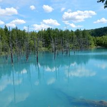 美瑛の青い池
