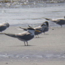 オオアジサシとアジサシ