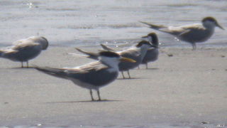 オオアジサシを見てきました。　