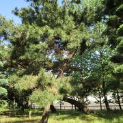 西南学院大学 聖書植物園 聖書にまつわる植物が植えられています