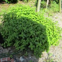 西南学院大学 聖書植物園 聖書にまつわる植物が植えられています By Konomi 西南学院大学 聖書植物園のクチコミ フォートラベル