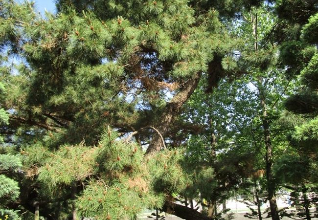 西南学院大学 聖書植物園 聖書にまつわる植物が植えられています