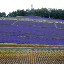 なかふらの町営ラベンダー園