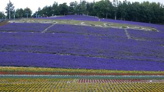 小高い丘一面のラベンダー