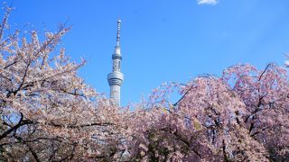スカイツリーと桜のコラボ