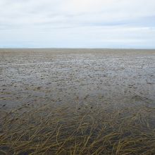 水の中の獣道です。