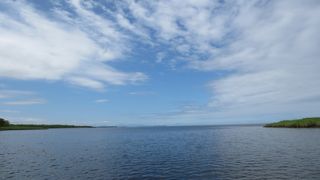 浅い湖をエゾシカがざぶざぶ渡ります