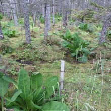 「ジブリみたい」以外の言葉で正しく表現せよ。