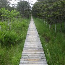木の道の上を行きます。
