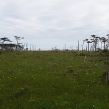 冷たい霧の通る道。