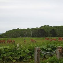 人間を見てもどうしようか決めかねる鹿。