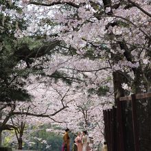 要害山の桜