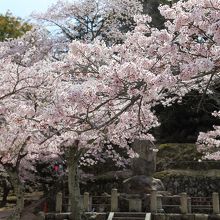 誓真大徳碑の桜