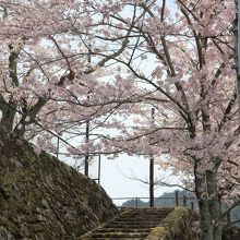 光明院裏の桜