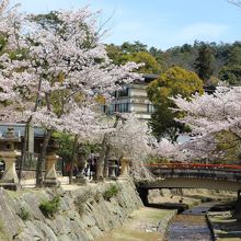 御手洗川沿いの桜並木