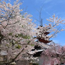 厳島神社東側の桜