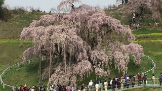 滝桜というだけのことはあります