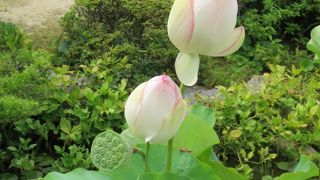 孫文由来のハスのつぼみを見る