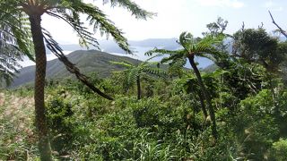 大島海峡と加計呂麻島が見渡せました