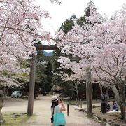 町外れの桜の名所