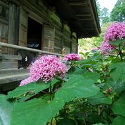 7月は紫陽花がとてもきれいでした