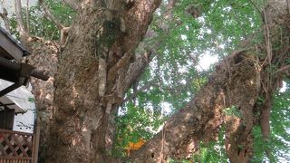 天然記念物のイチョウの木