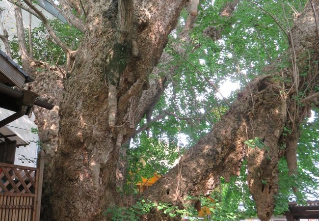 天然記念物のイチョウの木