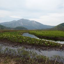 水芭蕉の下ノ大堀川