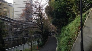 神田川沿いの江戸川公園を散歩すると桜並木が続いていました